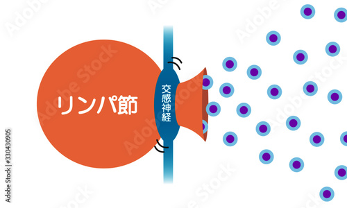 リンパ節