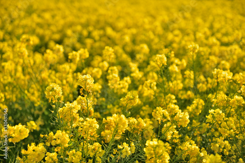 菜の花畑