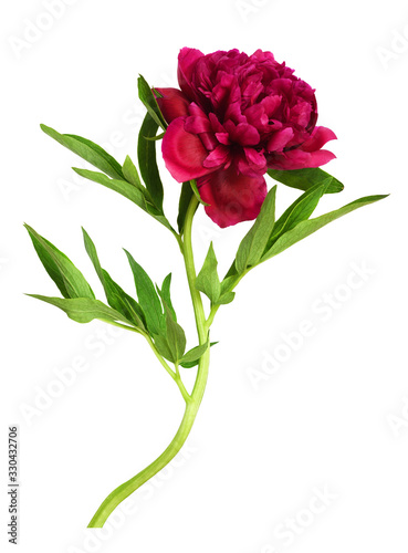 Fototapeta Naklejka Na Ścianę i Meble -  Red peony flower with green leaves