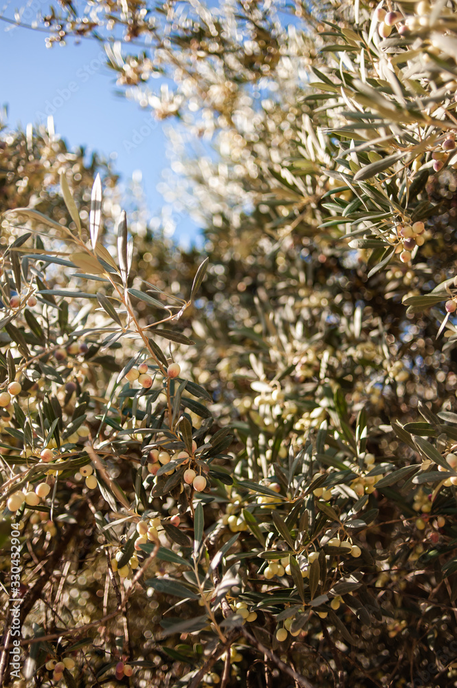 Olive tree branches with fruits on a background of blue sky. Beautiful background. Italian