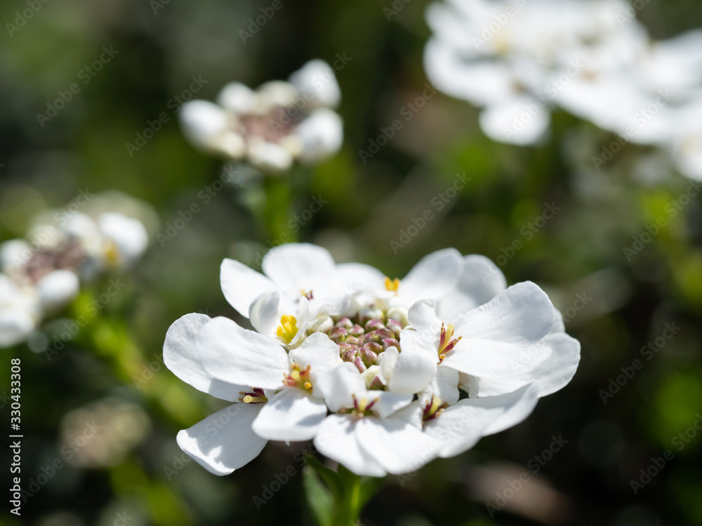 春の花壇のイベリス