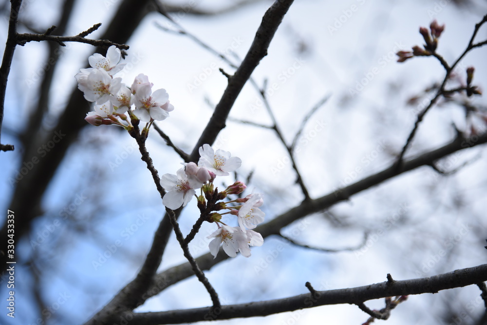 桜 桜