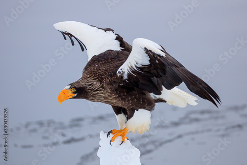 Fotografia Steller's sea eagle on drift ice