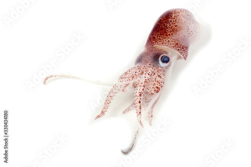 Obraz na plátně Little cuttlefish