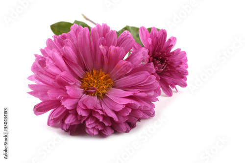 Two chrysanthemum flowers