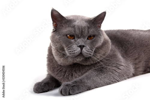Bilde på lerret Funny lying British cat
