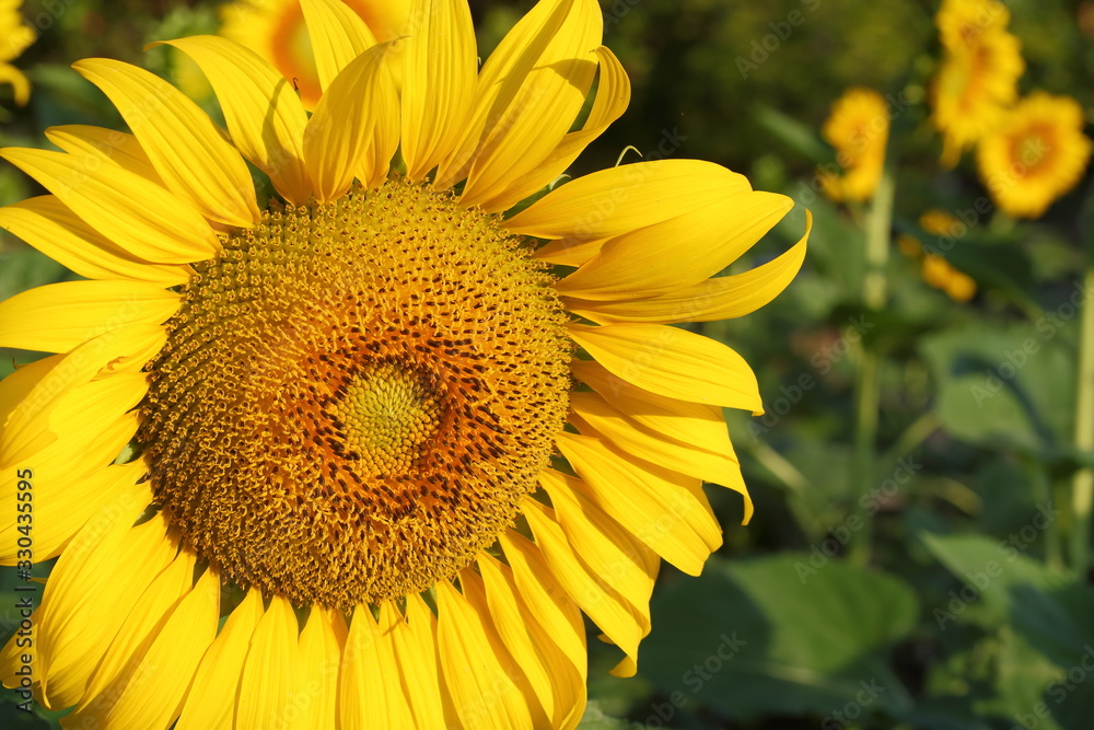 beautiful sunflower blossom blooming in natural garden beautiful sunflower blossom blooming in natural garden