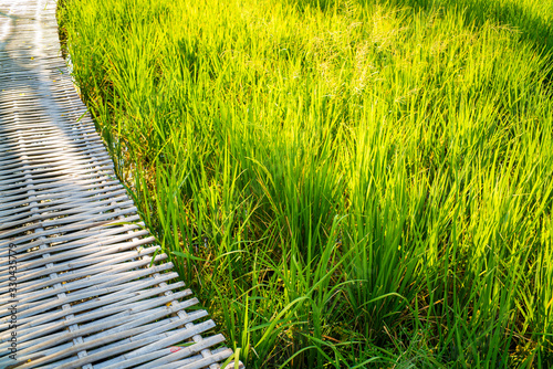 Green paddy rice plantation field with wooden patchway photo