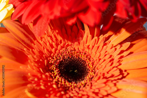 red gerbera flower close-up