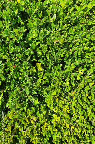 Small green leaves texture background with beautiful pattern. Clean environment. Ornamental plant in the garden. Eco wall. Organic natural background.