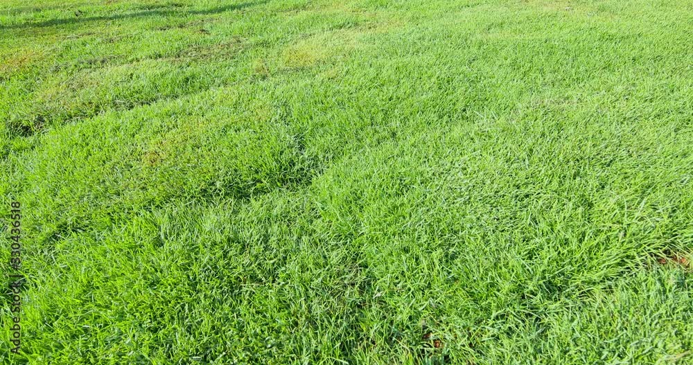 Sliding forward over the trimmed green grass Sliding forward over the trimmed green grass