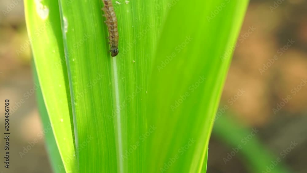 Insects hiding in the corn plant,Corn damage by insect and pest. Insects hiding in the corn plant,Corn damage by insect and pest.