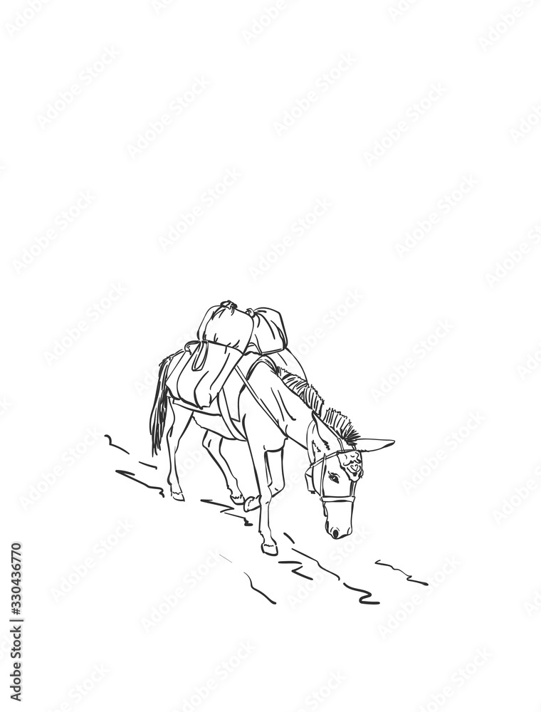 Fototapeta premium Mule is carrying load on his back, This type of cargo transport widely used in himalayas, Vector sketch, Hand drawn linear illustration