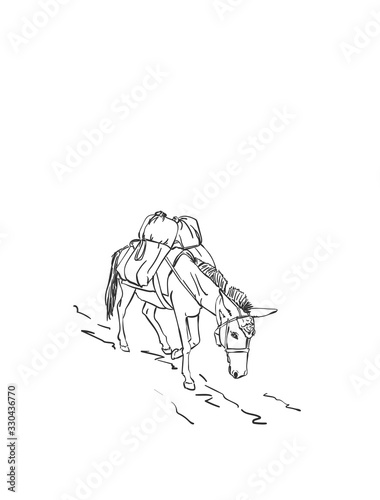 Mule is carrying load on his back, This type of cargo transport widely used in himalayas, Vector sketch, Hand drawn linear illustration