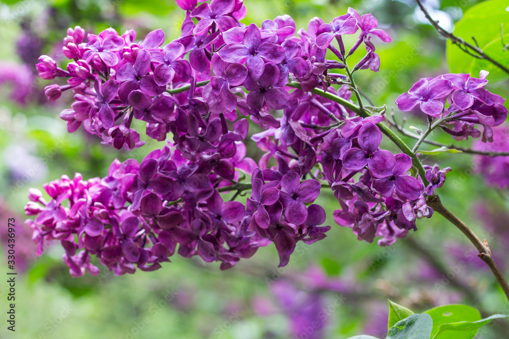 Branch of blooming lilac in the park. Branch of blooming lilac in the park.