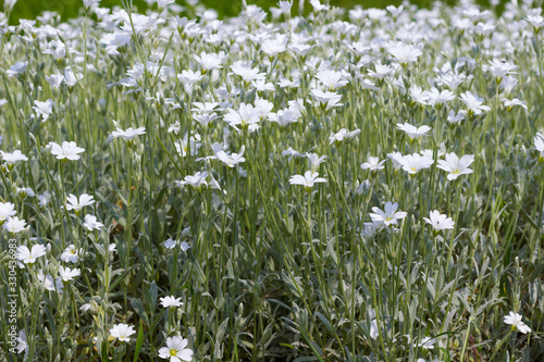 White flowers with a silver stem and leaves  cerastium  in the garden  close-up 