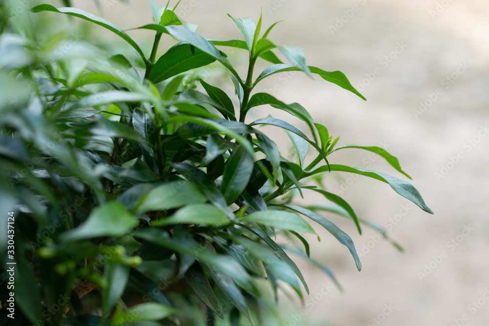 Fototapeta premium Leaves of Gardenia jasminoides.