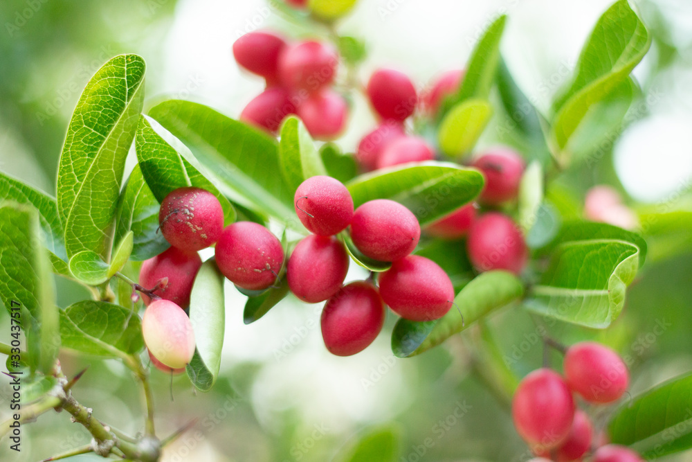 Carissa carandas is a species of flowering shrub in the family Apocynaceae.Has a pleasant taste and has rubber on the result.