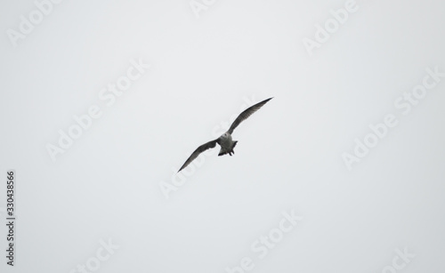 A seagull flying in a grey sky.