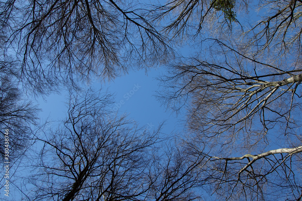 Treetops photographed without leaves against the sky, no leaves, blue sky Treetops photographed without leaves against the sky, no leaves, blue sky