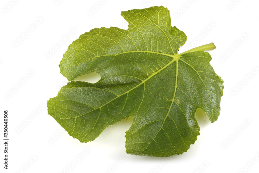 Fig leave Fig leave