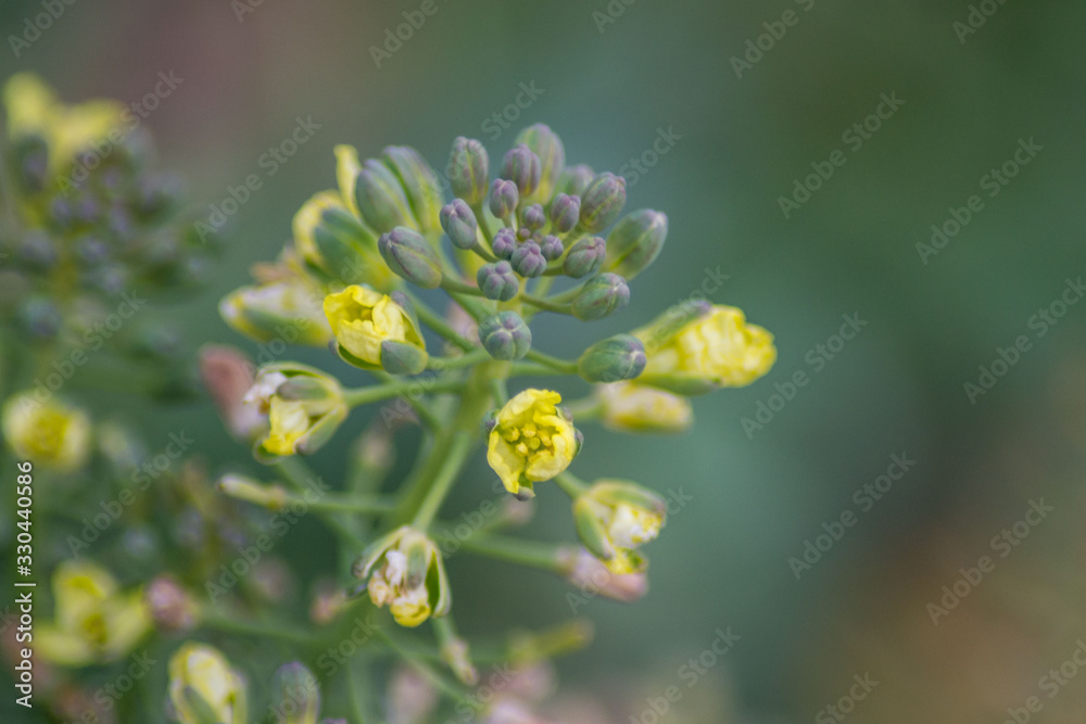 Broccoli flower blooming in the garden, green leaves, Canola, vegetable, small yellow blossoms, plant Broccoli flower blooming in the garden, green leaves, Canola, vegetable, small yellow blossoms, plant