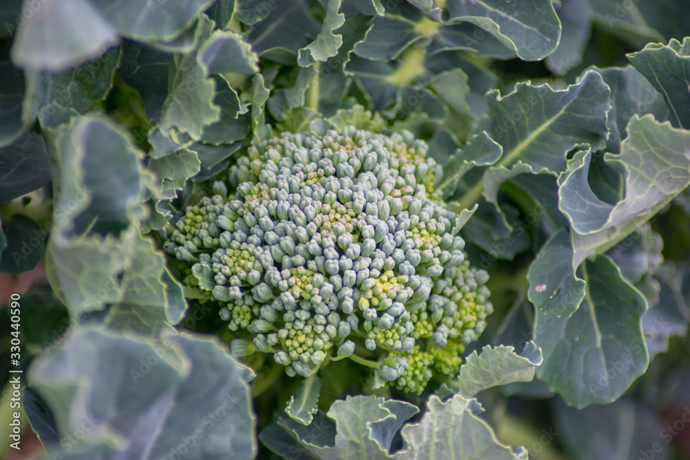 Broccoli flower growing in the garden, green leaves, Canola, vegetable rich in vitamins and carotene Broccoli flower growing in the garden, green leaves, Canola, vegetable rich in vitamins and carotene
