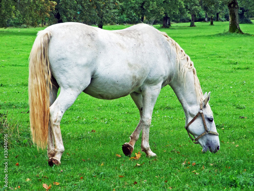 Lipizzan horses in the Lipica Stud Farm or Lipicanci na pašniku kobilarne v Lipici - Sežana, Slovenia photo