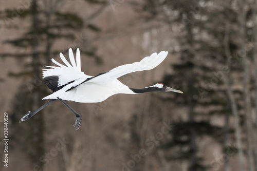 Red-crowned crane flying in Tsurui village