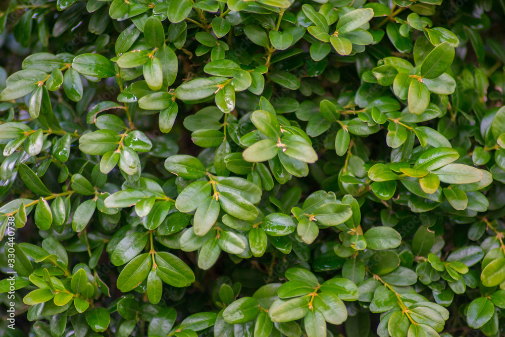 Boxwood or Buxus sempervirens bush in the garden, decorative plant, close-up texture of green leaves, evergreen shrub, natural pattern Boxwood or Buxus sempervirens bush in the garden, decorative plant, close-up texture of green leaves, evergreen shrub, natural pattern