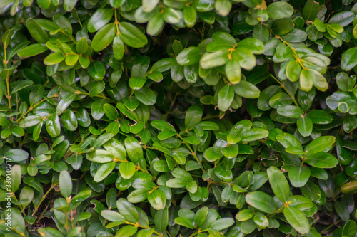 Boxwood or Buxus sempervirens bush in the garden, decorative plant, close-up texture of green leaves, evergreen shrub, natural pattern © Len0r