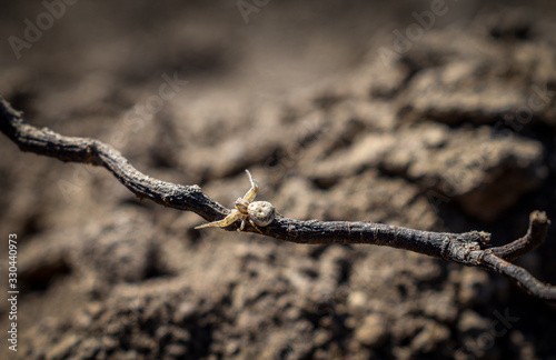 crab spider on the ground. selective focus. photo