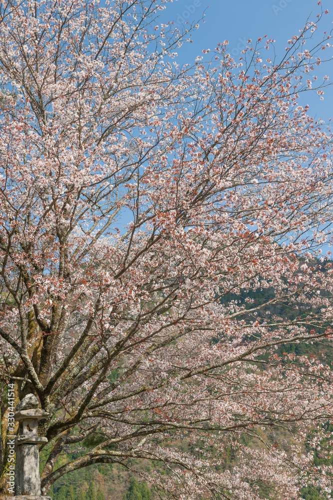 山桜と石灯籠