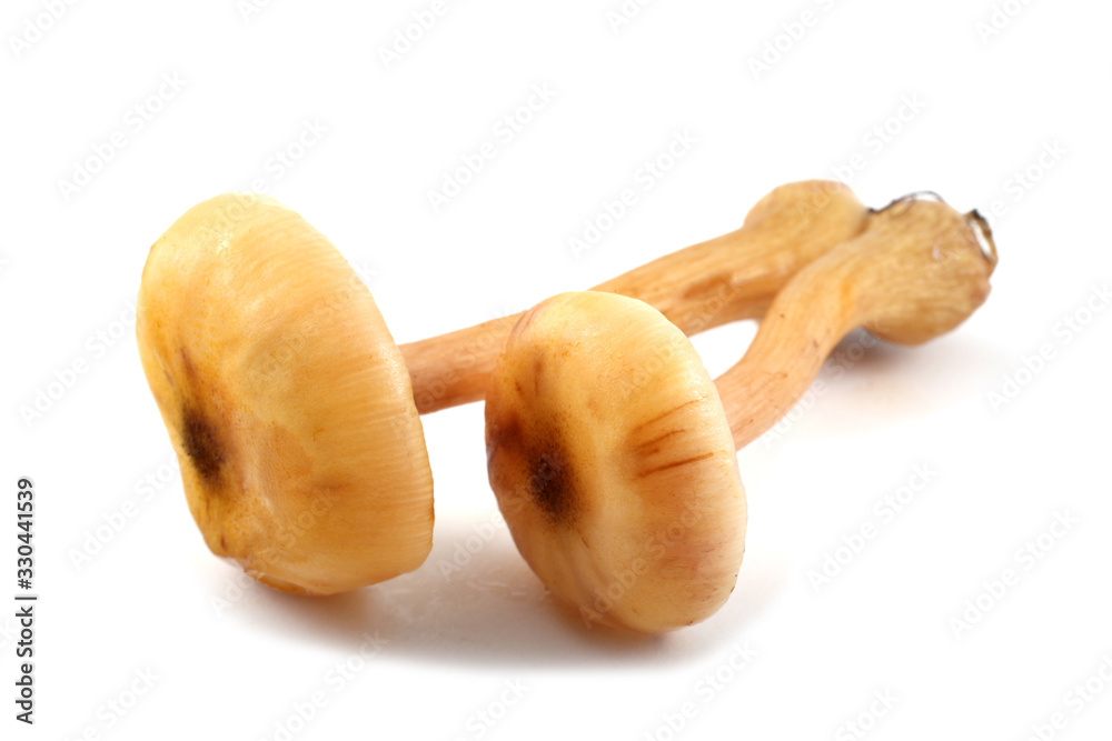 Two honey agaric mushrooms Two honey agaric mushrooms