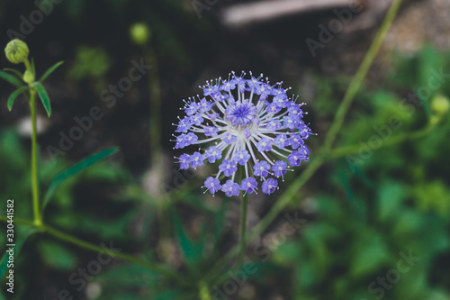 close-up of Rottnest Island daisy flower with purple tones shot at shallow depth of field in sunny backyard photo