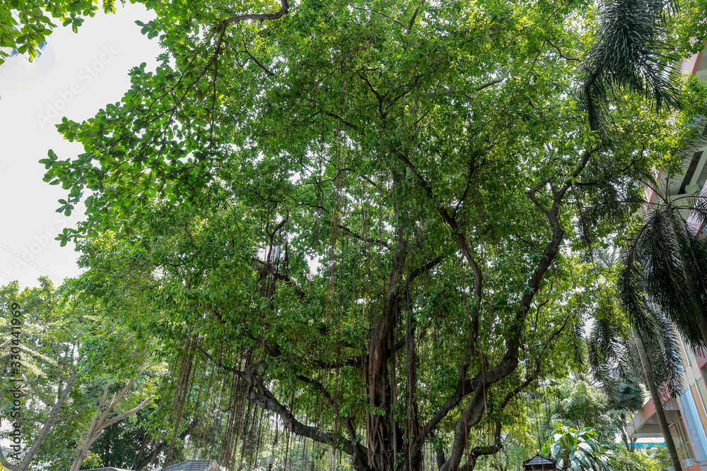 Fototapeta premium Old banyan tree in Bangkok.