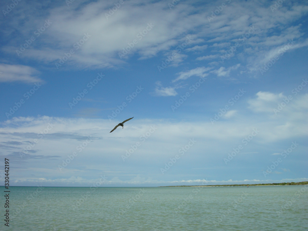 Naklejka premium A Pelican on the Coast of Holbox, Mexico