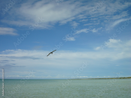 A Pelican on the Coast of Holbox, Mexico