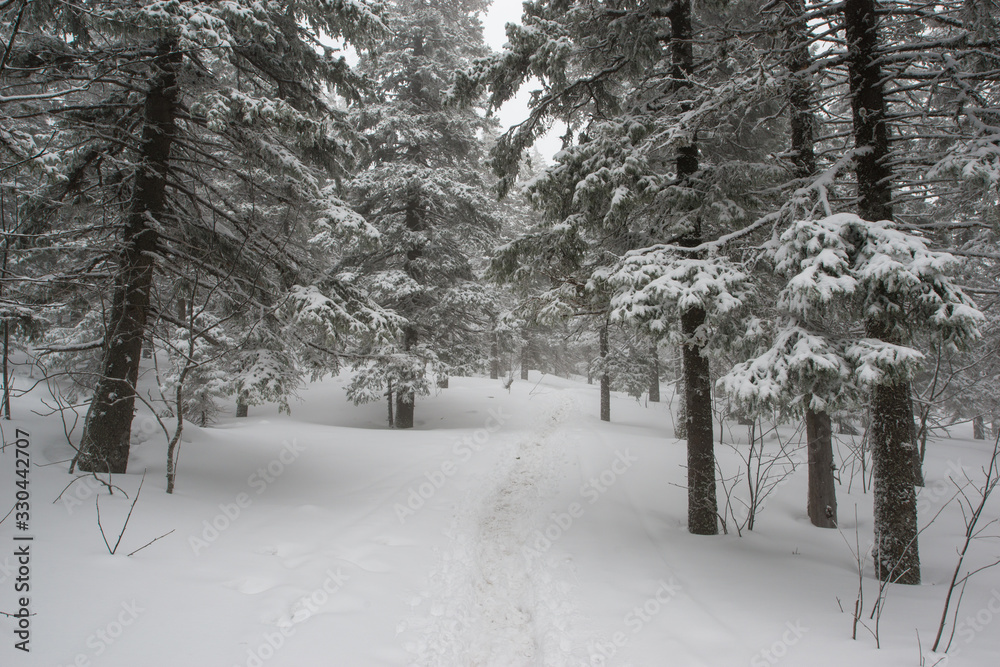 snow-covered, coniferous, white forest, after a night of snowfall and a waving path among fir trees