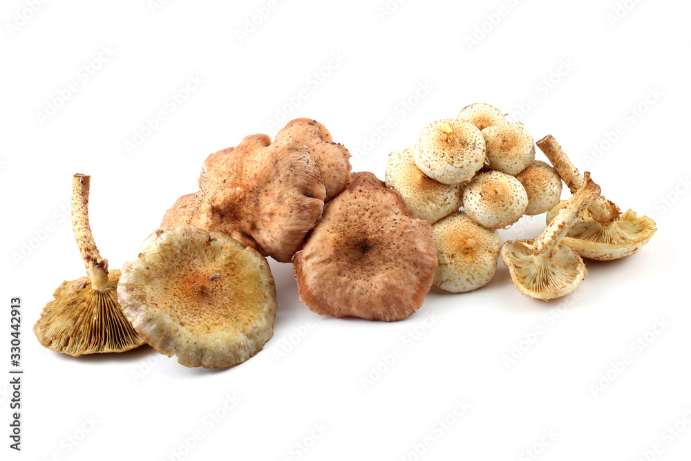 Honey agaric mushrooms (Pholiota squarrosa variety) Honey agaric mushrooms (Pholiota squarrosa variety)