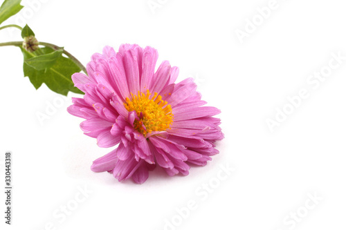 Chrysanthemum