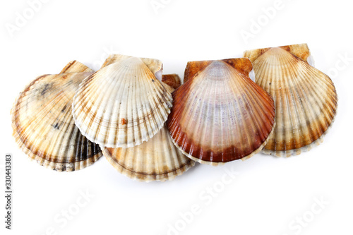 Group of scallops