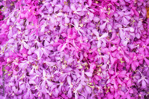 Pink and purple orchid flowers field blooming closeup wall background
