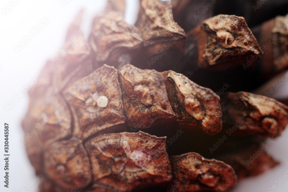 The pine cone is very close, macro The pine cone is very close, macro