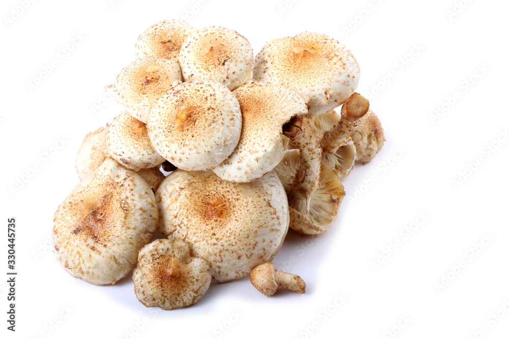 Honey agaric mushrooms (Pholiota squarrosa variety) Honey agaric mushrooms (Pholiota squarrosa variety)