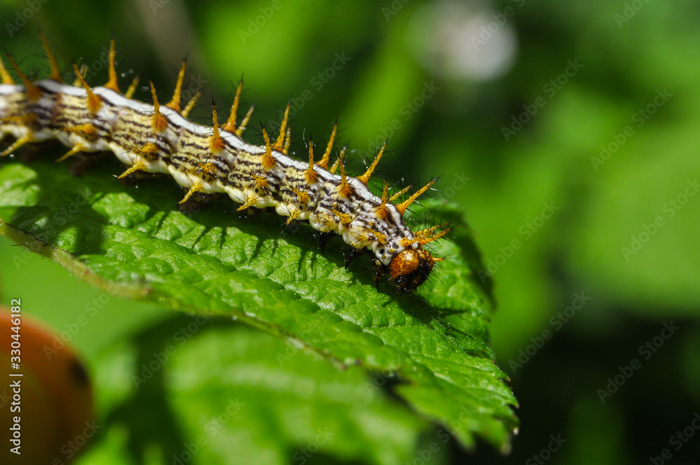 The big caterpillar on a leaf. Caterpillars eating the leaves The big caterpillar on a leaf. Caterpillars eating the leaves