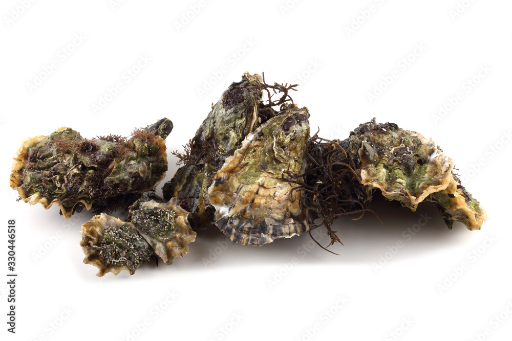 Oysters Oysters