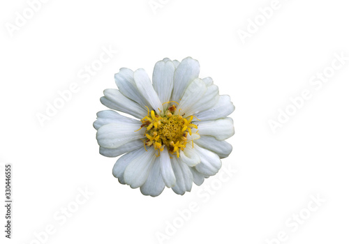 Flowers are separate on a white background. There are red, pink, yellow, purple, and white zinnia flowers.