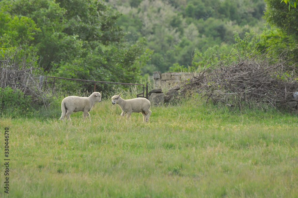 Sheeps on the meadow on green grass. Spring lamb grazing with a sheeps on a meadow Sheeps on the meadow on green grass. Spring lamb grazing with a sheeps on a meadow