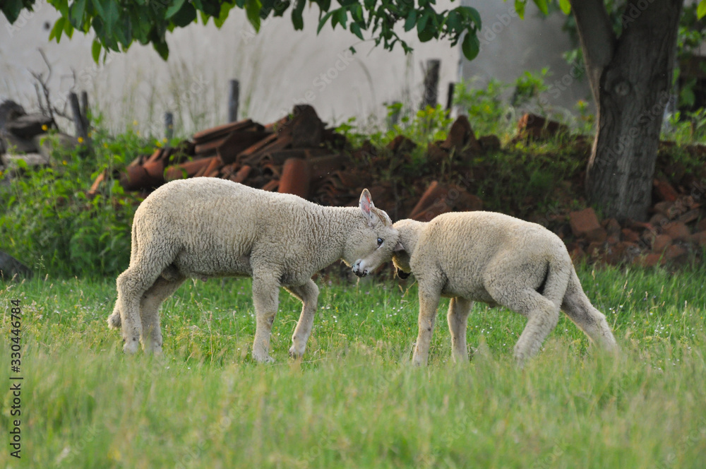 Fototapeta premium Sheeps on the meadow on green grass. Spring lamb grazing with a sheeps on a meadow